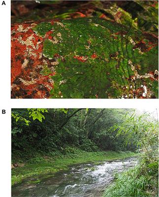 Detection of Endangered Aquatic Plants in Rapid Streams Using Environmental DNA